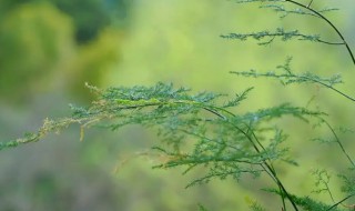 文竹的气味是什么味道（文竹有什么气味）