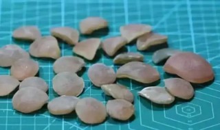 青鱼石煮熟后能用吗(青鱼石煮过后还有用吗)