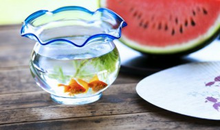 金鱼起源于哪（金鱼起源于哪种鱼）