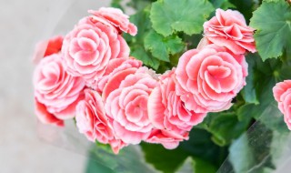 丽格海棠怎样晒太阳（丽格海棠开花怎样晒太阳）