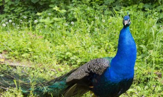 孔雀的脚印像什么形状 孔雀的脚像什么样子