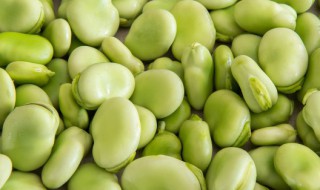 为什么蚕豆必须煮熟后食用 蚕豆一定要煮熟吗