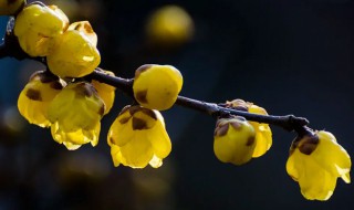 盆栽腊梅什么时候长花苞（腊梅的花会一直长花苞吗）