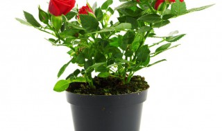 清香木盆栽的养殖方法(清香木的养殖方法大全)