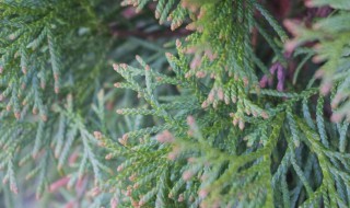 紅豆杉树苗盆栽注意事项（红豆杉移栽注意事项）