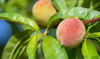 鹰嘴桃种植技术有哪些 鹰嘴桃生长环境