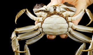 大闸蟹的蟹黄和蟹膏的区别（大闸蟹的蟹黄和蟹膏是什么）