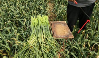 抽蒜苔的工具是什么样的 抽蒜苔的工具使用方法