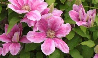 铁线莲种植与养护 冬季盆栽铁线莲的养护