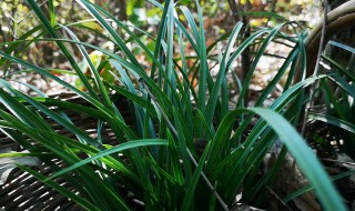建兰为什么不开花 建兰花为什么不开花