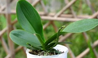 蝴蝶兰如何施肥 蝴蝶兰怎么施肥施什么肥