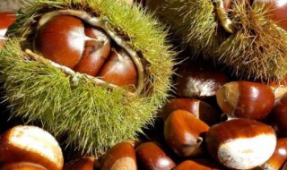 如何判断栗子发芽 怎么看板栗有没有发芽