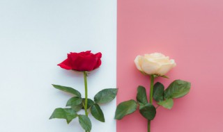 山地玫瑰怎么养（山地玫瑰怎么养出状态）