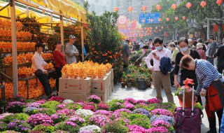 什么花晚上开花 什么花晚上开花白天闭合