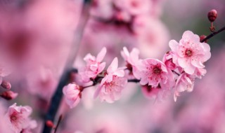 形容梅花的词语 形容梅花的词语和句子