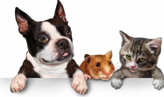 狗狗吃蛋黄是吃生的还是煮熟的（狗狗吃蛋黄要煮熟吗）