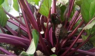 红菜苔含糖量高吗（红菜苔糖分高吗）