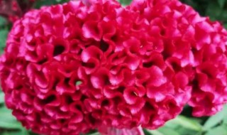 鸡冠花的营养价值 鸡冠花的食用价值