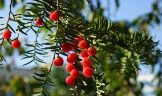 种植红豆杉有哪些注意事项（移栽的红豆杉注意什么）