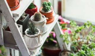 盆栽泥土有虫子怎么办 盆栽泥土有虫子怎么办?用什么能彻底消灭?