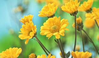 被子植物起源和特征的详细介绍（被子植物的原始特征）