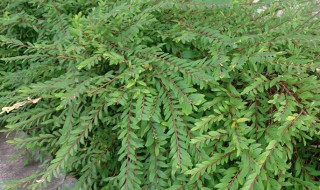 草本植物种类详细介绍 植物分类草本