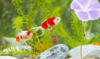 金鱼可以喂煮熟的鸡蛋黄吗（金鱼喂鸡蛋黄行不行）