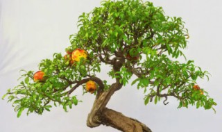 盆栽石榴树能不能结果 石榴树都能结果吗