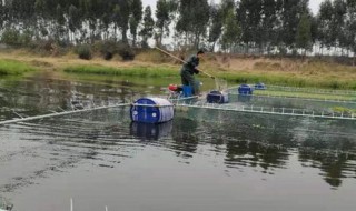 网箱养殖草鱼最适合的温度是多少（草鱼网箱养殖密度是多少）