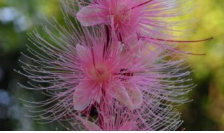 红花玉蕊的颜色有多少 玉兰花蕊是什么颜色