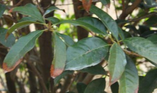 桂花苗几年开花 四季桂花苗几年开花