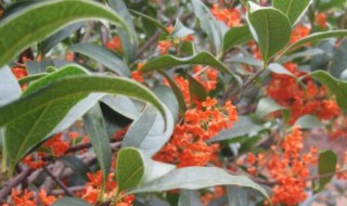 桂花有哪几种都在什么时候开花（桂花是在什么季节开花的）