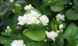 香水茉莉什么时候开花 香水茉莉花什么时候开花