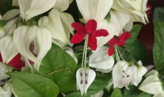 龙吐珠夏天怎么养（龙吐珠花冬季怎么养）