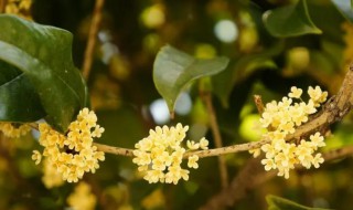 桂花几月开（桂花几月开花）