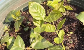 茉莉扦插多长时间生根 茉莉扦插后多久开花