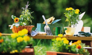 适合飘窗摆放的绿色植物（飘窗摆放植物效果图片）