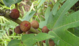 如何挑选五指毛桃(如何挑选五指毛桃根)