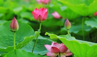 荷花什么时候开呢花期有多长（荷花开花多长时间）