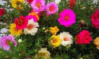 太阳花种大约多长时间才能开花（太阳花什么时候能开花）