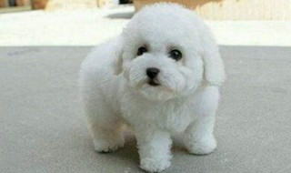 怎样挑选比熊幼犬 比熊幼犬怎么选品相