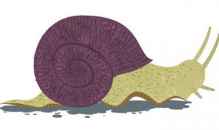 为什么养蜗牛（为什么养蜗牛的沙子越来越湿）