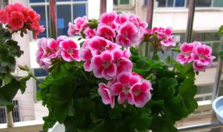 天竺葵什么科（天竺葵什么科什么属）