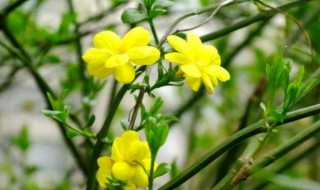 迎春花水培扦插（迎春花水培扦插多久生根）