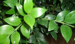 竹柏叶子卷起来是什么原因造成的 竹柏的叶子卷了是什么原因