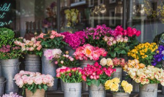 适合秋天种的花草种子（适合秋天播种的草花有哪些）