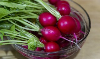 春季水萝卜的种植方法（水萝卜种植技术及管理方法）