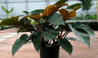 金钻为什么不生新芽 金钻不长侧芽