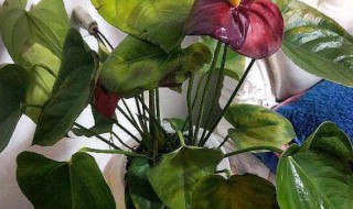 水培的红掌为什么容易烂根 水培红掌烂根处理方法图解