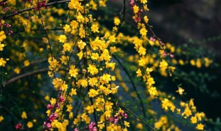 迎春花盆景制作 迎春花盆景制作入门